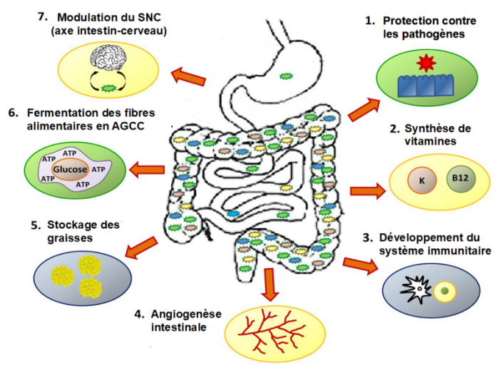 cerveau-Microbiote-probiotiques-psychiatre-paris