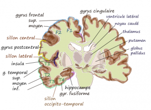 maltraitance-depression-insula-brainspotting-livre